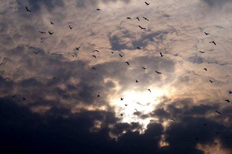 सुनील पारीक