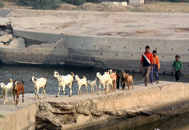 सुनील पारीक