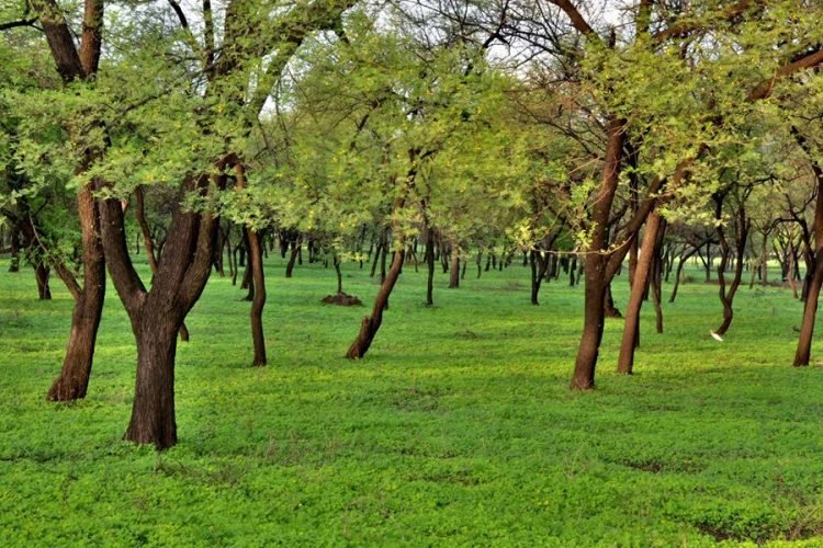 सुनील पारीक