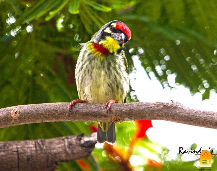 डॉ. रविन्द्र खराडे