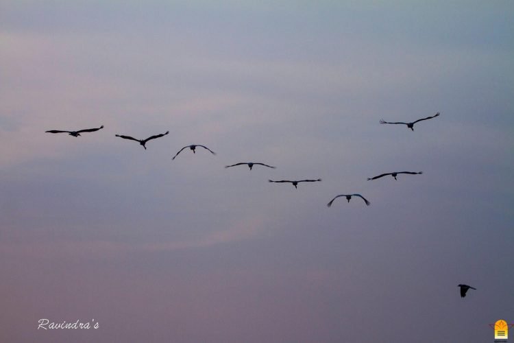 डॉ. रविन्द्र खराडे