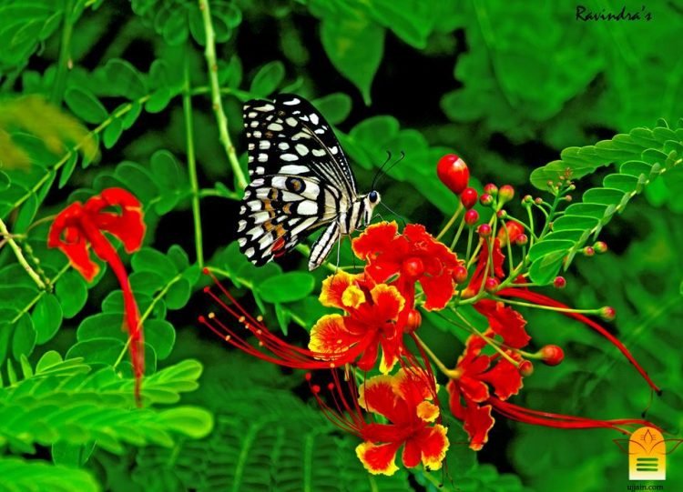 डॉ. रविन्द्र खराडे