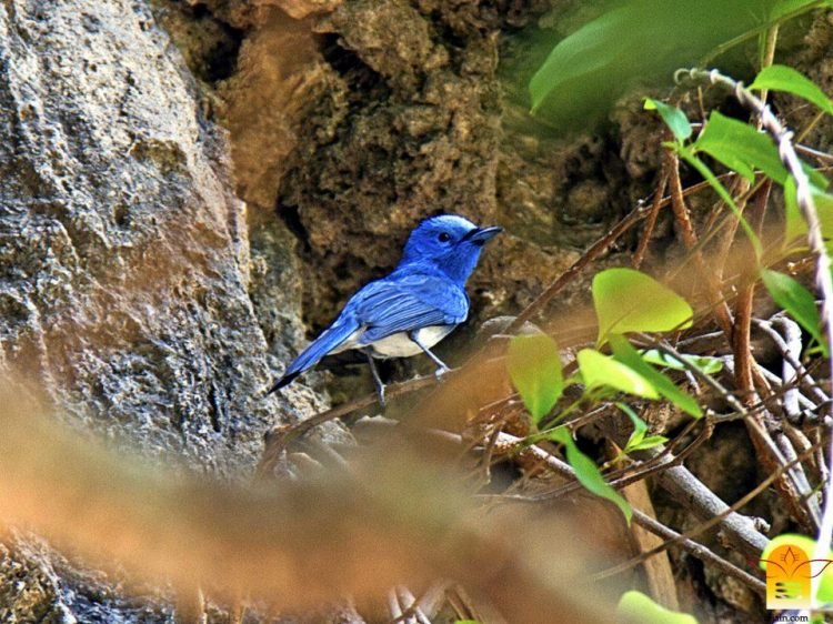 डॉ. रविन्द्र खराडे