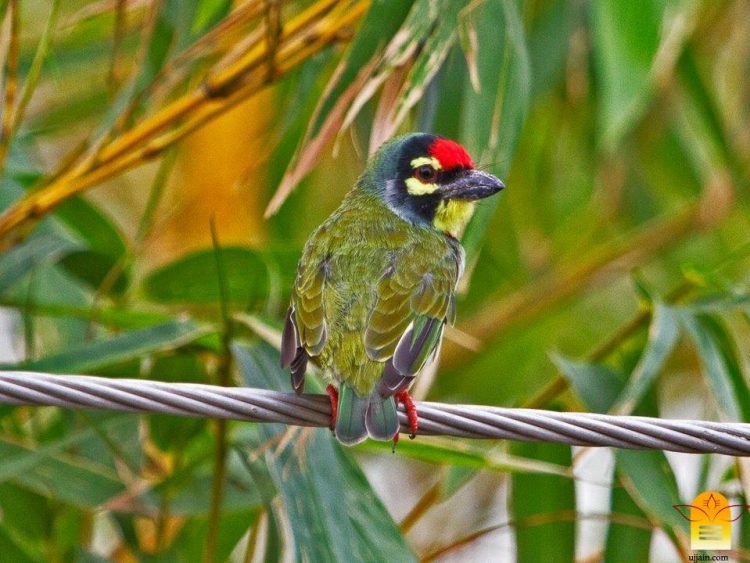 डॉ. रविन्द्र खराडे