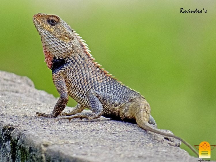 डॉ. रविन्द्र खराडे