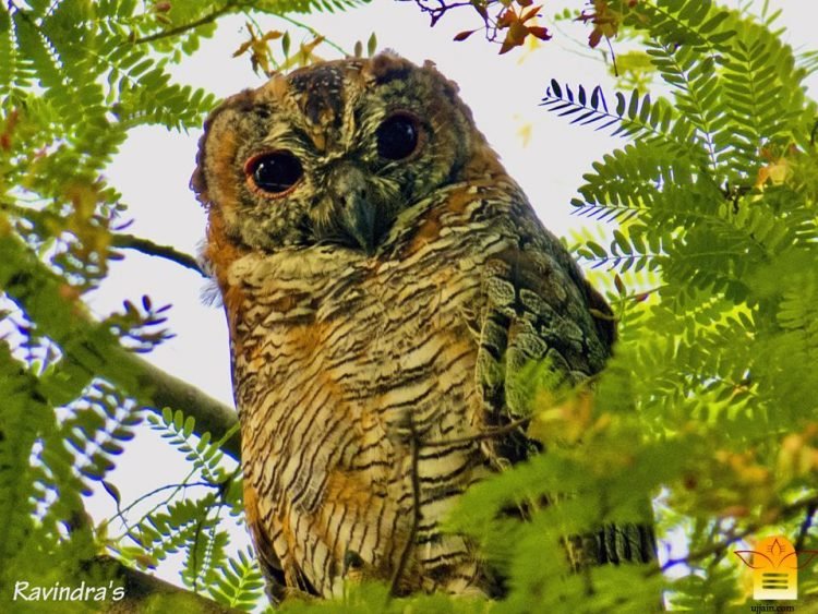 डॉ. रविन्द्र खराडे