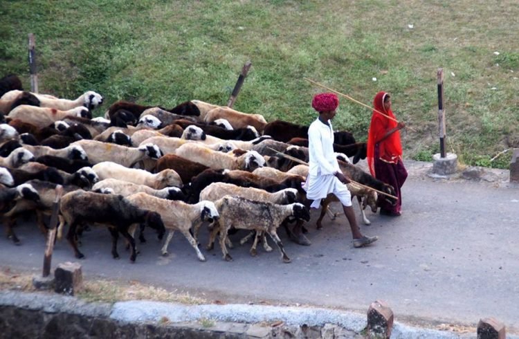 सुनील पारीक