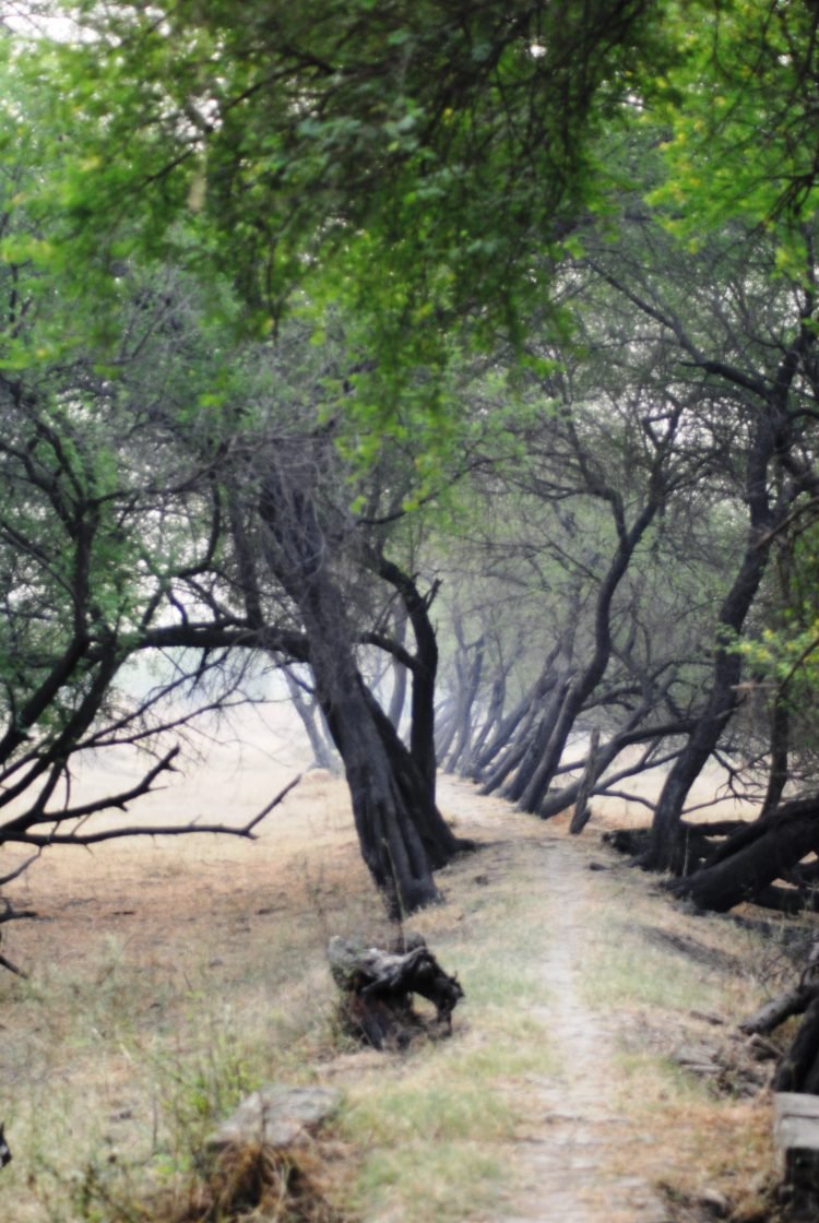 आशुतोष पंडित