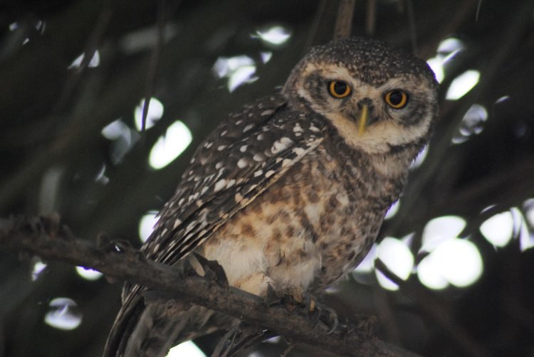 आशुतोष पंडित