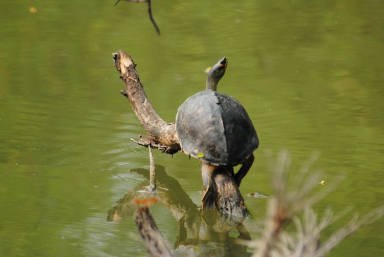 आशुतोष पंडित