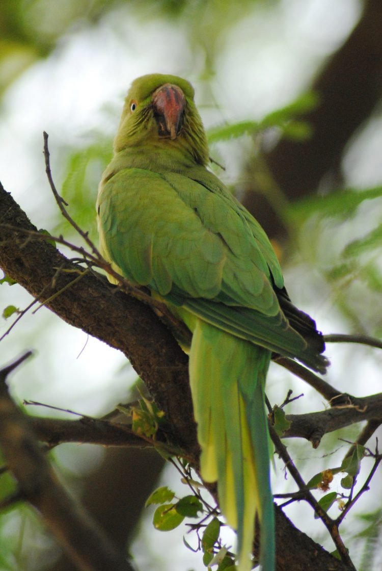 आशुतोष पंडित