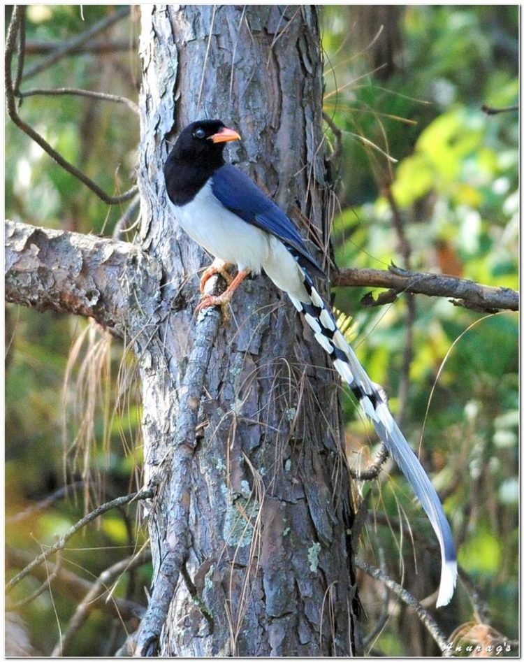 अनुराग छजलानी