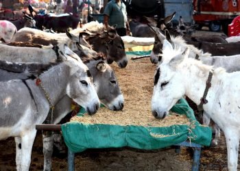 गधों का मेला