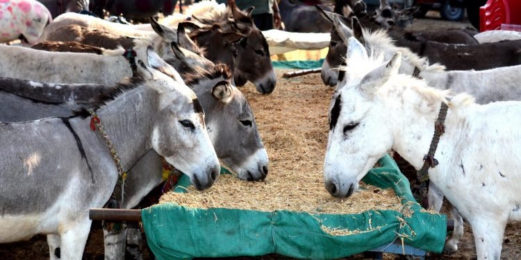 गधों का मेला