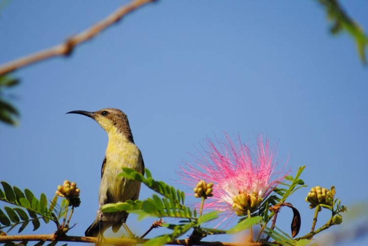 आशुतोष पंडित