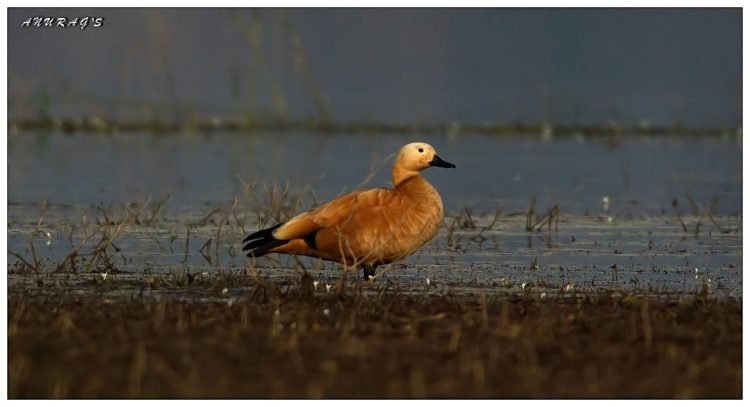 अनुराग छजलानी