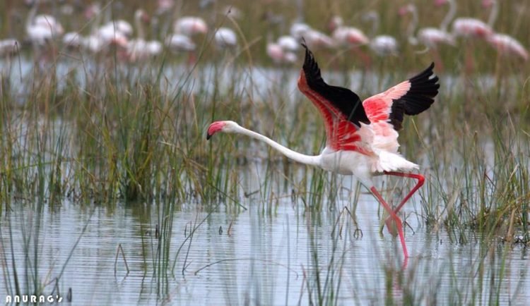 अनुराग छजलानी