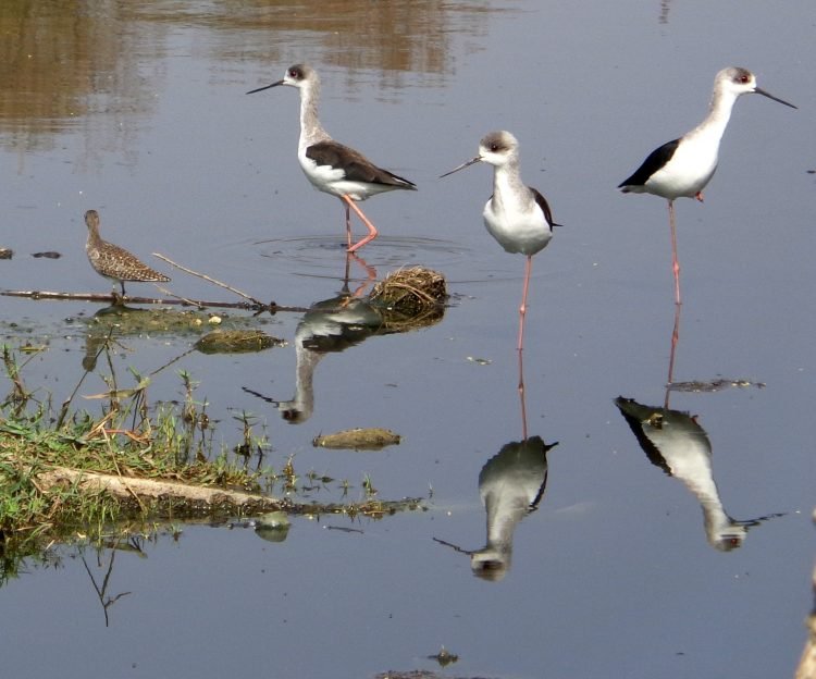आशुतोष पंडित
