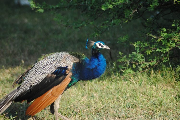 आशुतोष पंडित