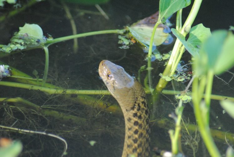 आशुतोष पंडित