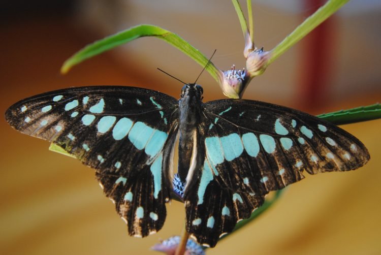 आशुतोष पंडित