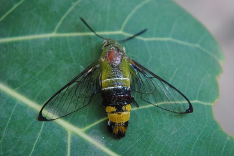 आशुतोष पंडित