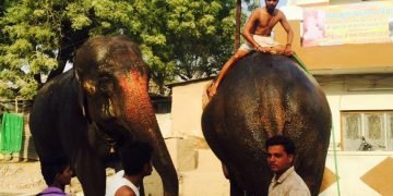 Simhastha Safari | 3 Apr 2016