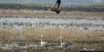 उज्जैन के प्रवासी पक्षी