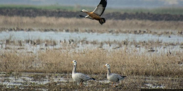 उज्जैन के प्रवासी पक्षी